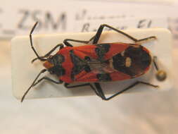 صورة Lygaeus equestris (Linnaeus & C. 1758)