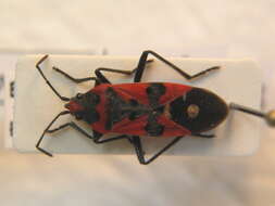 Image of Harlequin bug