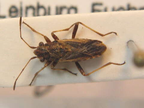 صورة Ortholomus punctipennis (Herrich-Schaeffer & G. H. W. 1850)