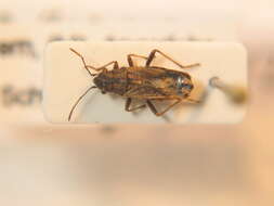 صورة Ortholomus punctipennis (Herrich-Schaeffer & G. H. W. 1850)