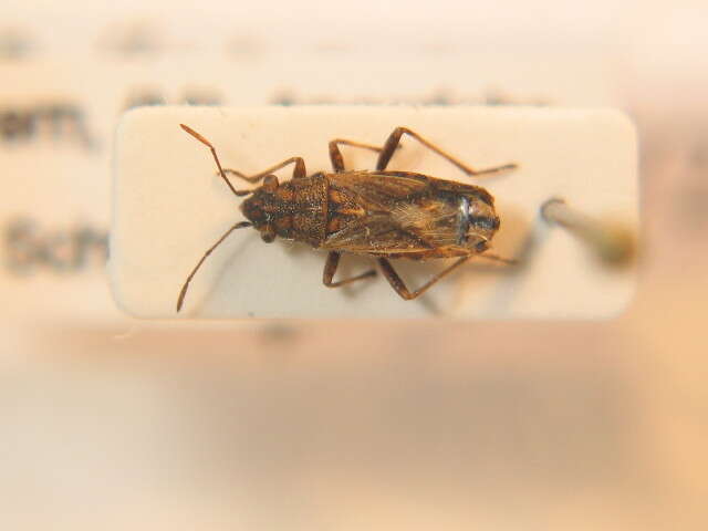 صورة Ortholomus punctipennis (Herrich-Schaeffer & G. H. W. 1850)