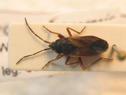 صورة Eremocoris abietis (Linnaeus 1758)