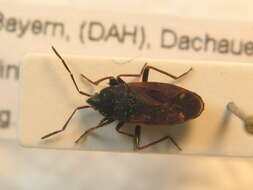 صورة Eremocoris plebejus (Fallen & C. F. 1807)