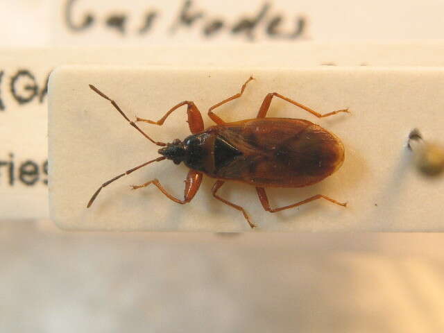 صورة Gastrodes (Gastrodes) abietum Bergroth & E. 1914