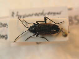 Image of Rhyparochromus (Rhyparochromus) phoeniceus (Rossi 1794)