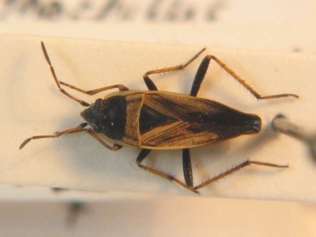 Rhyparochromus (Xanthochilus) quadratus (Fabricius & J. C. 1798) resmi