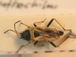 Rhyparochromus (Xanthochilus) quadratus (Fabricius & J. C. 1798) resmi