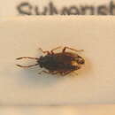 Image of <i>Stygnocoris cimbricus</i>