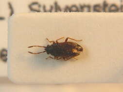 Image of <i>Stygnocoris cimbricus</i>