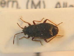 صورة Stygnocoris rusticus (Fallen & C. F. 1807)