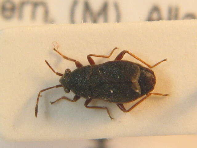 صورة Stygnocoris rusticus (Fallen & C. F. 1807)