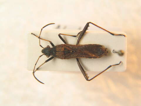 Image of Redbacked broad-headed bug