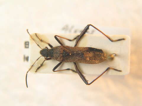 Image of Redbacked broad-headed bug