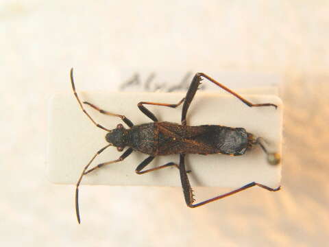 Image of Redbacked broad-headed bug