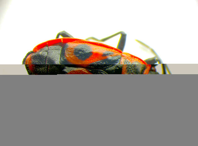 Image of Firebug