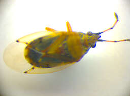 Image of Birch Catkin Bug