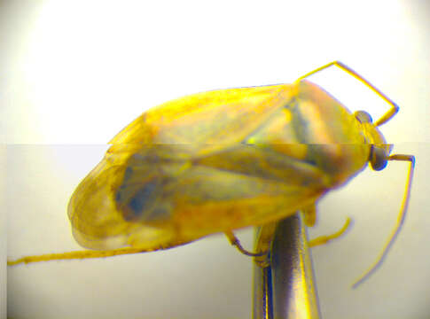 Lygus rugulipennis Poppius 1911 resmi