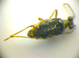 Image of Paraneoptera