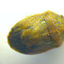 Image of <i>Neottiglossa pusilla</i>