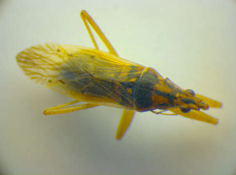 Image of <i>Nabis pseudoferus</i>