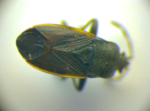 Image of <i>Drymus ryeii</i>