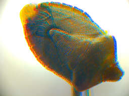 Image of <i>Palomena prasina</i>