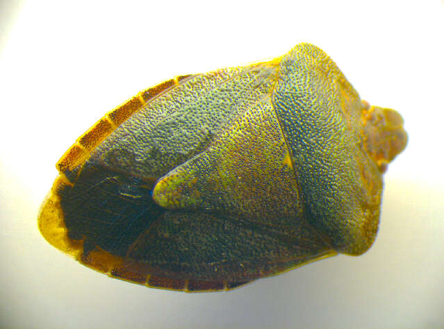 Image of <i>Palomena prasina</i>