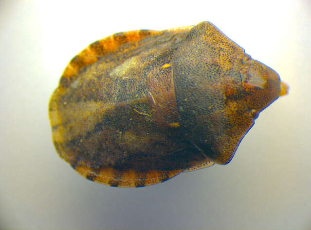 Image of <i>Eurygaster testudinaria</i>