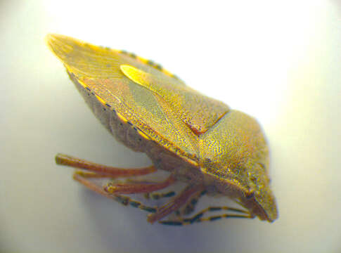 Image of <i>Dolycoris baccarum</i>