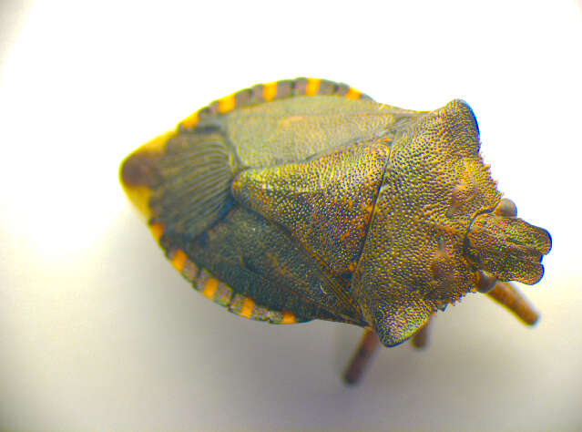 Image of Asopinae