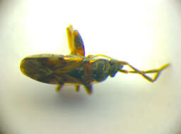 Image of Scolopostethus decoratus (Hahn 1833)