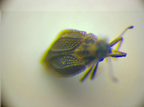 Image of Lace bug