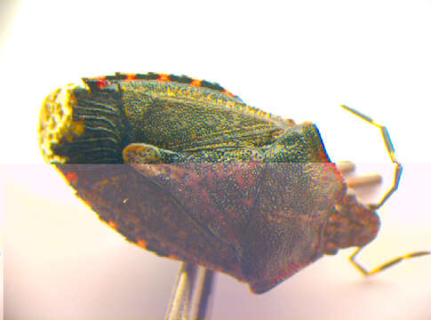 Image of <i>Rhaphigaster nebulosa</i>