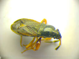 Megalonotus (Megalonotus) antennatus (Schilling 1829) resmi