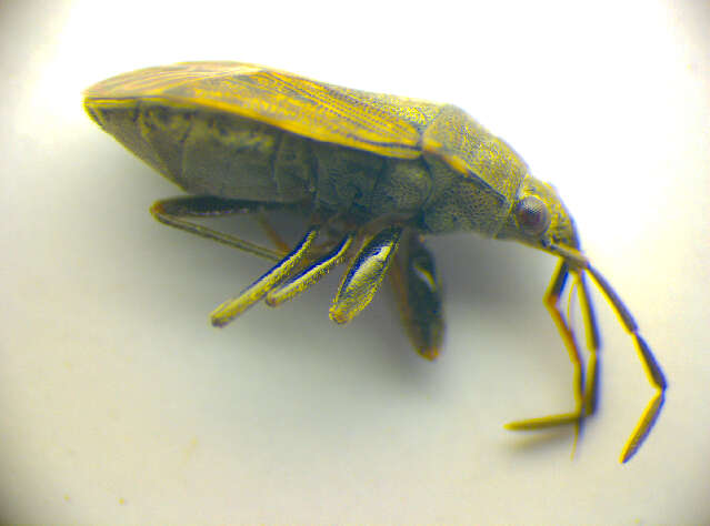 Peritrechus geniculatus (Hahn 1833) resmi