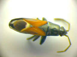 Image of Pterotmetus