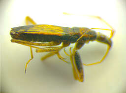 Image of <i>Nabis rugosus</i>