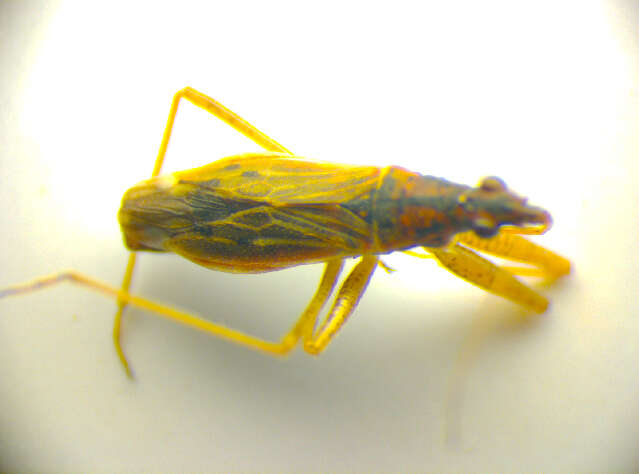 Image of <i>Nabis rugosus</i>