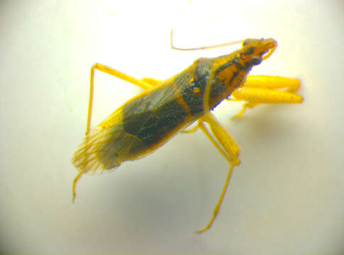 Image of <i>Nabis pseudoferus</i>