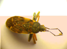 Image of Eremocoris podagricus Fabricius & J. C. 1775