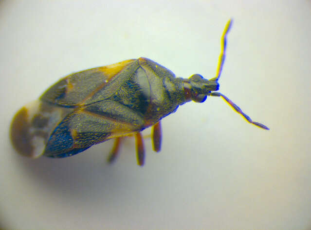 Image of Anthocoris nemoralis (Fabricius 1794)