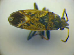 <i>Peritrechus lundii</i> resmi