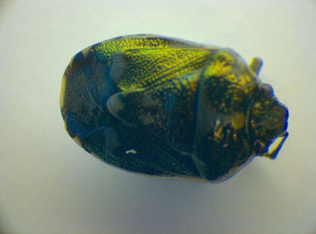 Image of <i>Eurydema oleracea</i>