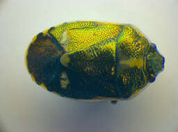 Image of <i>Eurydema oleracea</i>