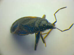 صورة Eremocoris plebejus (Fallen & C. F. 1807)