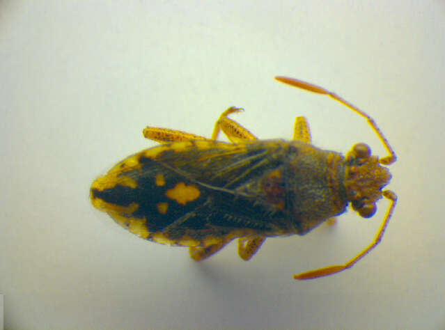 Image of Rhopalus (Rhopalus) parumpunctatus Schilling 1829