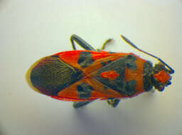 Image of black & red squash bug