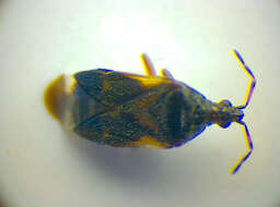 Image of Anthocoris nemoralis (Fabricius 1794)