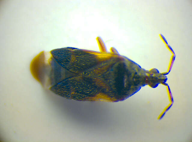 Image of Anthocoris nemoralis (Fabricius 1794)