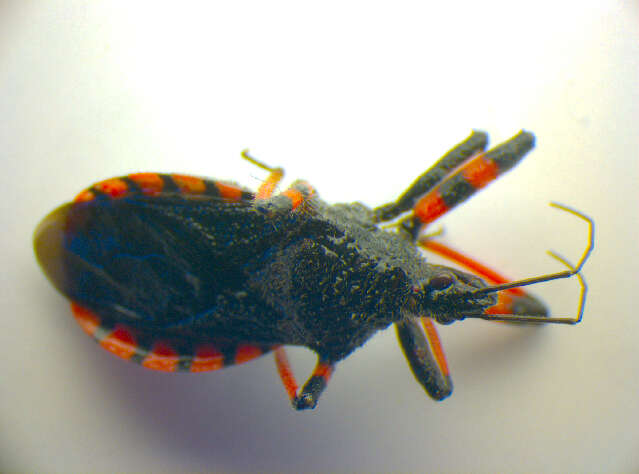 Plancia ëd Rhynocoris annulatus (Linnaeus 1758)